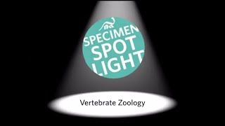 Specimen Spotlight: Vertebrate Zoology