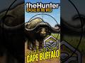 MASSIVE Cape Buffalo could be my first Diamond buffalo! Call of the wild #thehuntercallofthewild