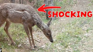 My Trail Camera Caught Something SHOCKING