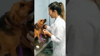 Vet visit😂🐕 Part 3 | Funny Dogs | Funny Animals Videos #funny #pets #animals #shorts #dog