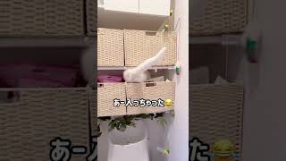 トイレで発見！イタズラ猫！#shorts #short