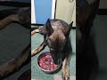 シェパード犬　毛艶がアップする肉食メニュー　 鹿肉