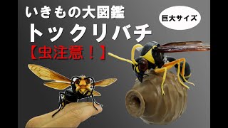 【虫注意】【ガチャ】いきもの大図鑑　トックリバチ　開封レビュー