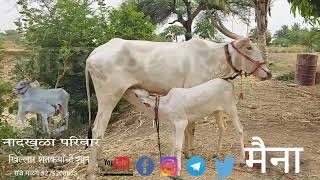 मैना/(सिद्धापूर +कारजाळ )खाण/नादखुळा परिवार/NAADKHULA PARIWAR