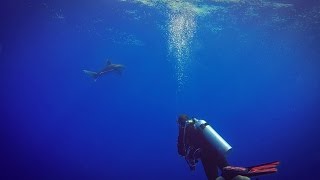 Brothers Daedalus October 2016 Red Sea Scuba BDE