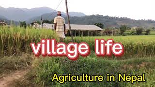 Village life of Nepal |Agriculture | Syangja Sankhar majuwa गाँउघर को कृषि