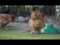 పెరటి కోళ్ల పెంపకం backyard chicken farming in telugu natukodifarming