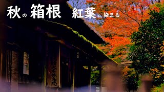 【４K】紅葉に染まり素敵な秋の箱根の風景動画