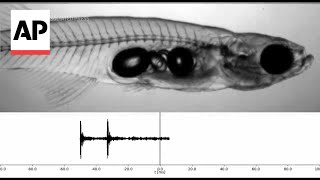 Scientists investigate how tiny fish make loud sounds