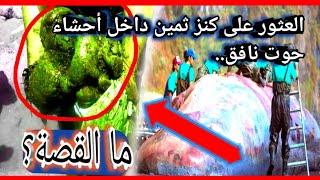 العثور على كنز ثمين داخل أحشاء حوت نافق.. ما القصة؟