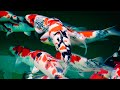 These Koi Fish Are Beautiful! *FIRST KOI FARM VISIT IN 2020