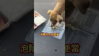 狗都不想吃?便當有肉也不吃?