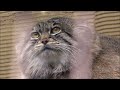 遠くを見つめるグルーシャ（旭山動物園　マヌルネコのグルーシャ） manulcat