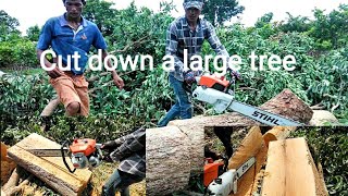 អារឈើដើមចំបក់ធំ, Cut down a large tree.