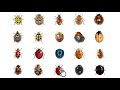 🐞 learn 20 types of ladybugs ladybug types in english language ladybirds lady beetles