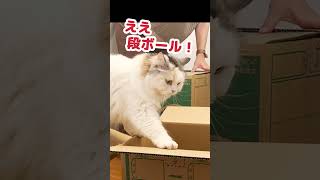 引越しの荷造りを邪魔しまくる猫  #Shorts 【猫アテレコ】