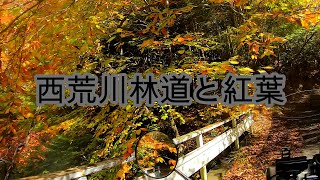 【栃木県】西荒川林道と紅葉