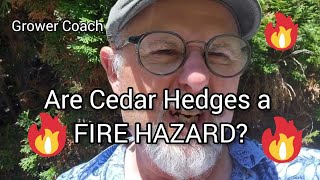 Are Cedar hedges a fire hazard?