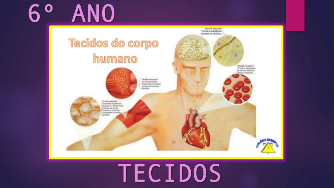 AULA DE CIÊNCIAS 6º ANO - TECIDOS DO CORPO HUMANO - PROF. PATRÍCIA ...