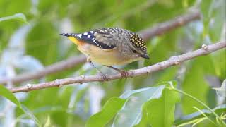 SPOTTED PARDALOTE PAIR