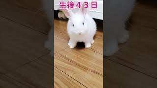 赤ちゃんうさぎが出てくるよ！！#shorts  #うさぎちゃん #rabbit #白うさぎ #bunny #うさぎちゃん #うさみ  #癒し  #白うさぎ