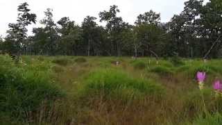 ทุ่งดอกกระเจียวกัมพูชา Dok Krachiao Field in Cambodia