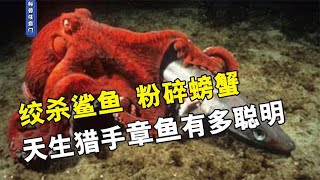 真存在巨型章鱼吗？章鱼多聪明？科学家：没有寿命限制能统治地球【科普任意门】