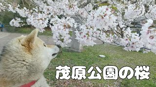 【柴犬】桜の名所百選・千葉県 茂原市🌸茂原公園