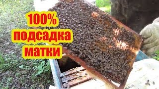 100% СПОСОБ, СМЕНА И ПОДСАДКА ПЛОДНОЙ МАТКИ ЧЕРЕЗ ИЗОЛЯТОР