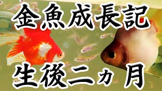 金魚成長記  生後二ヶ月【無限稚魚】