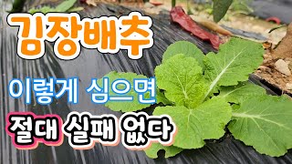 속이 노란 기능성 김장배추 이렇게 심으면 절대 실패 없다