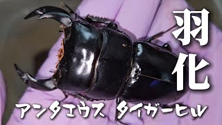 アンテ掘り出し！【クワガタ飼育】【アンタエウスオオクワガタ】