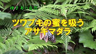 アサギマダラ ツワブキの蜜を吸う～種子島の自然