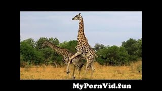 Giraffe Mating   Giraffe mating time