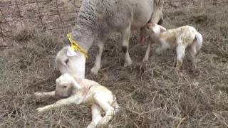 Early 2017 lambs