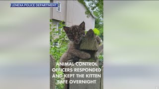 Bobcat kitten reunited with mother after Kansas storms