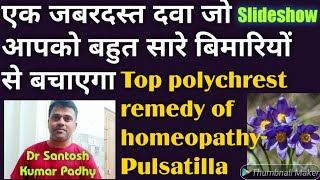 Pulsatilla-The best polychrest remedy of homeopathy for many acute and chronic diseases.