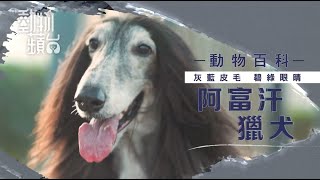 【動物百科】狗界笨蛋阿富汗獵犬學嘢特別慢 打理毛髮洗澡要花6小時