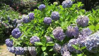 下田公園の紫陽花