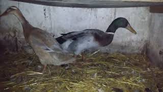 Stada na lęgi 2019 (biegusy indyjskie)                Indian Runner ducks