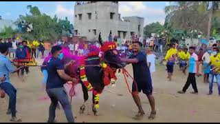 🔥jallikattu🔥SK karuppan 🔥