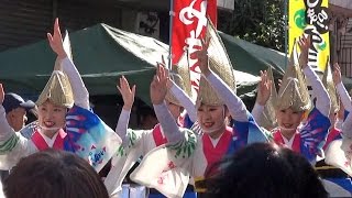 流し踊り「東京新のんき連」① 2015清瀬南口・秋のふれあいまつり（2015.10.25）