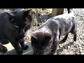 栃木県佐野市にある唐沢山神社！猫がたくさんいると噂！予想以上にたくさん猫が現れた。 猫 猫の居る暮らし かわいい ＃唐沢山神社