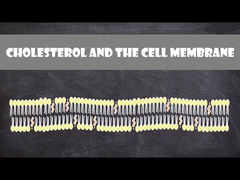 What is the function of cholesterol in the cell membrane quizlet?