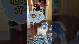 昼寝してたら突然の散歩の誘いに…… #ヨーキー #ヨークシャテリア #愛犬