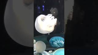 加茂水族館2021年11月23日 Jellyfish Aquarium