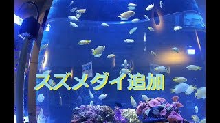 【海水魚水槽】デバスズメ追加で魚群完成