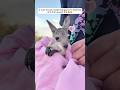 A man found a baby kangaroo in distress and then saved it #kangaroo #animals #shorts