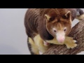 a pouch in need of protection the matschie s tree kangaroo climbs for survival