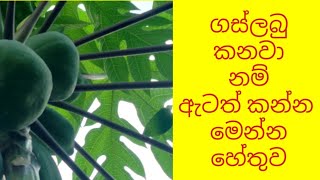 දන්නෙ නැතිව පැපොල් කන්න එපා/papaya/The Health Benefits of Eating Papaya: A Comprehensive Guide/